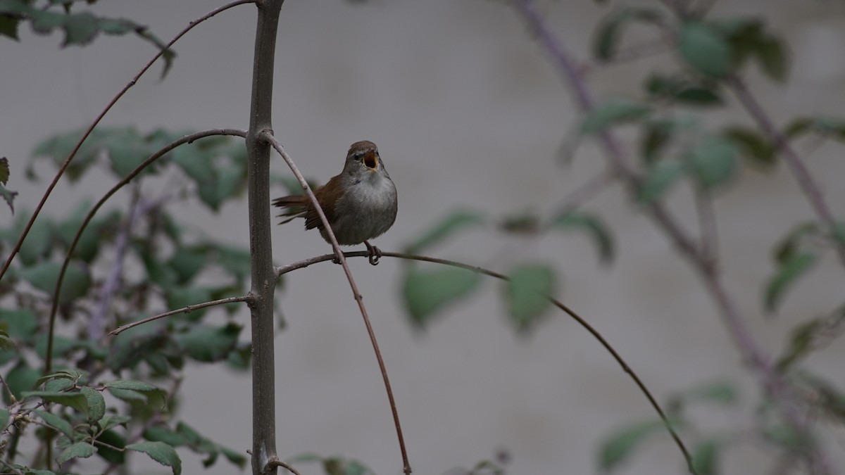 Cetti's Warbler - ML631224352