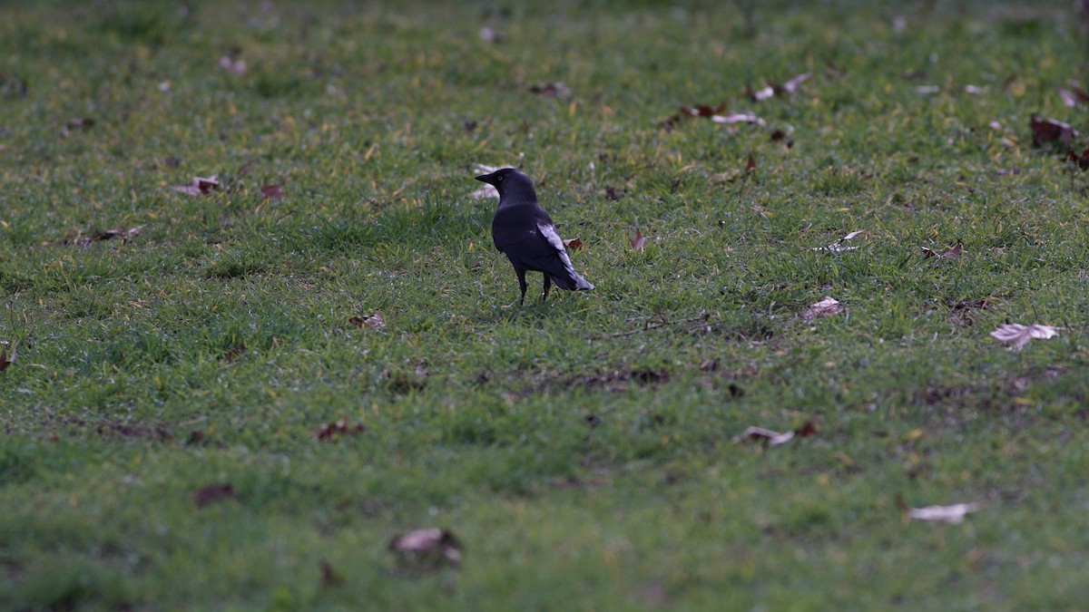 Eurasian Jackdaw - ML631224362