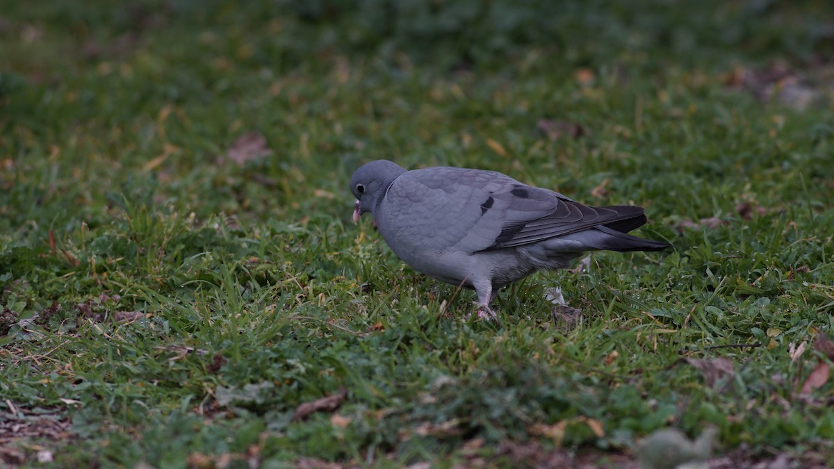 Stock Dove - ML631224404