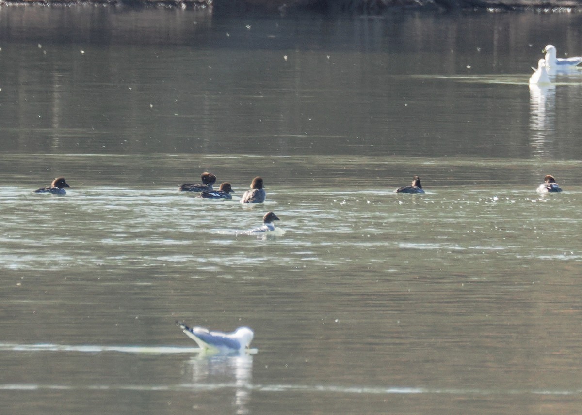 Common Goldeneye - ML631224457