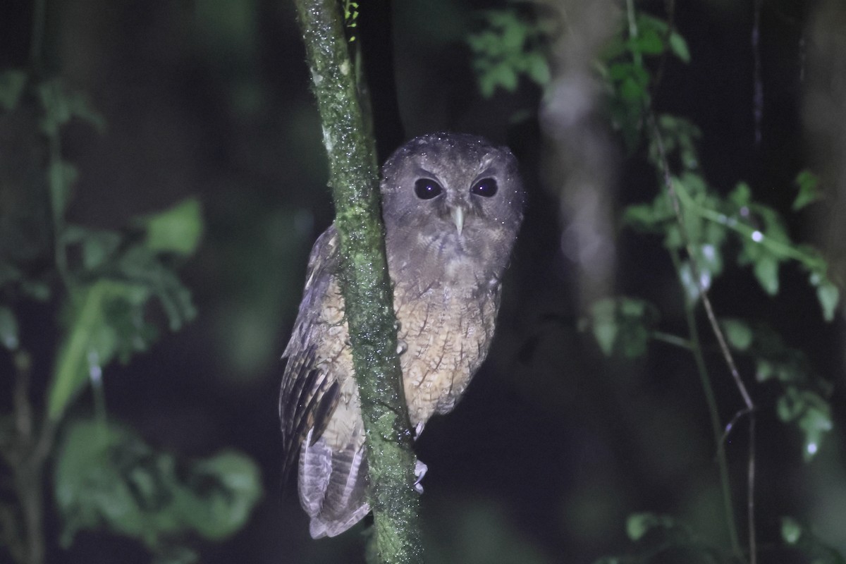Rufescent Screech-Owl (Colombian) - ML631224465