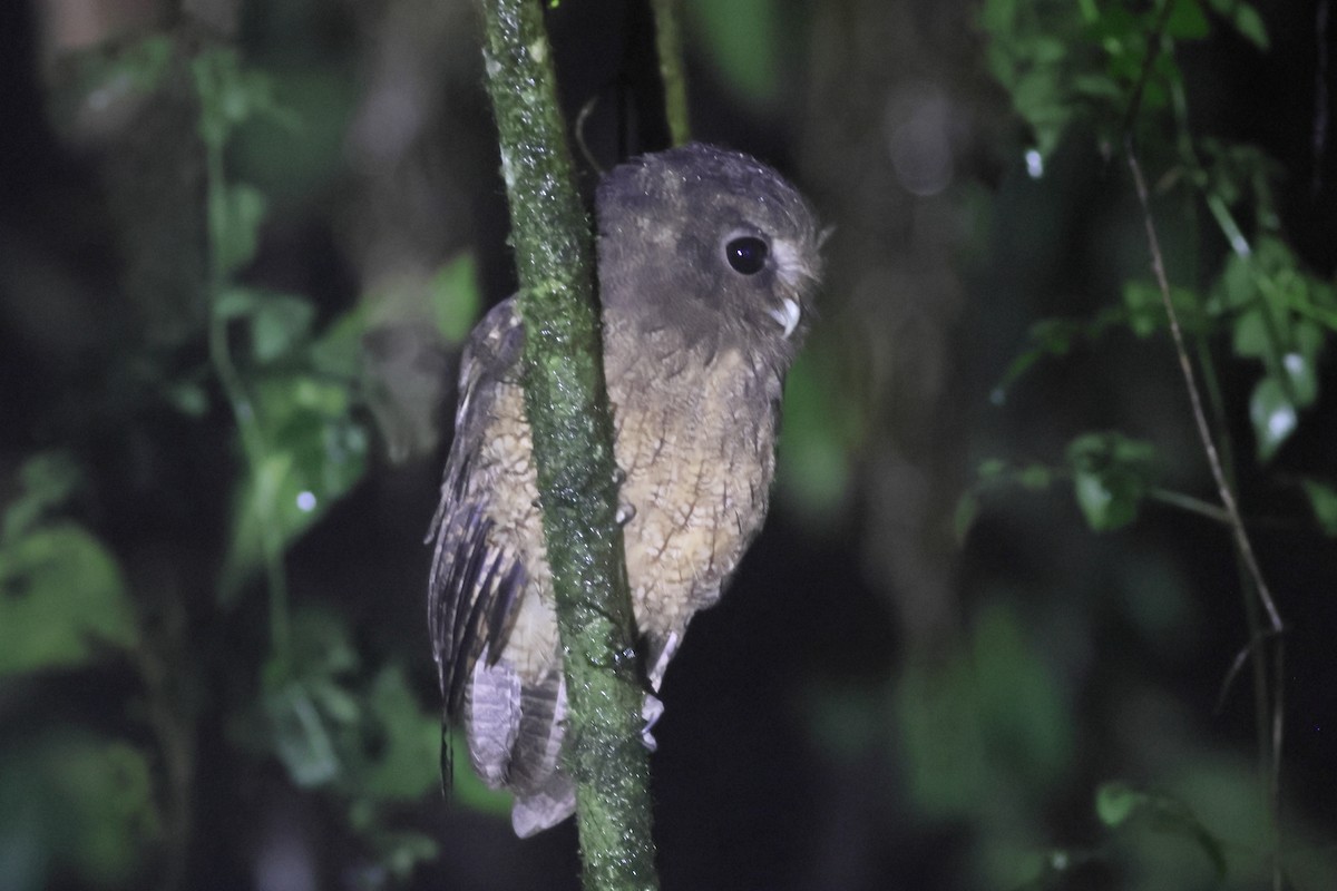 Rufescent Screech-Owl (Colombian) - ML631224466