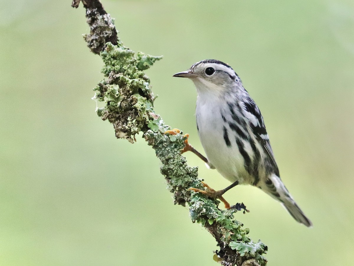 Black-and-white Warbler - ML631224559