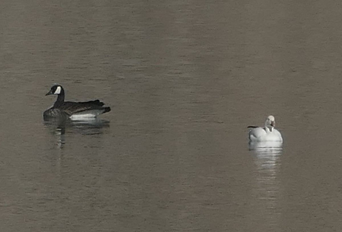 Snow Goose - ML631224568