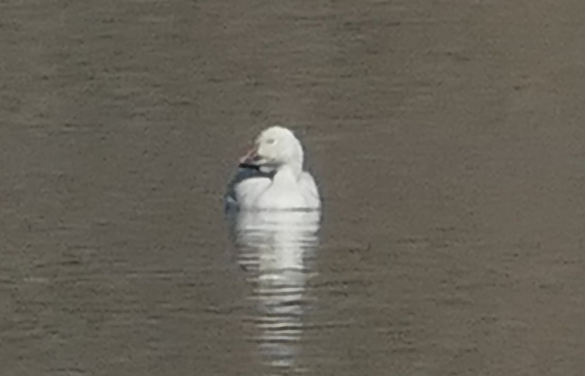 Snow Goose - ML631224570