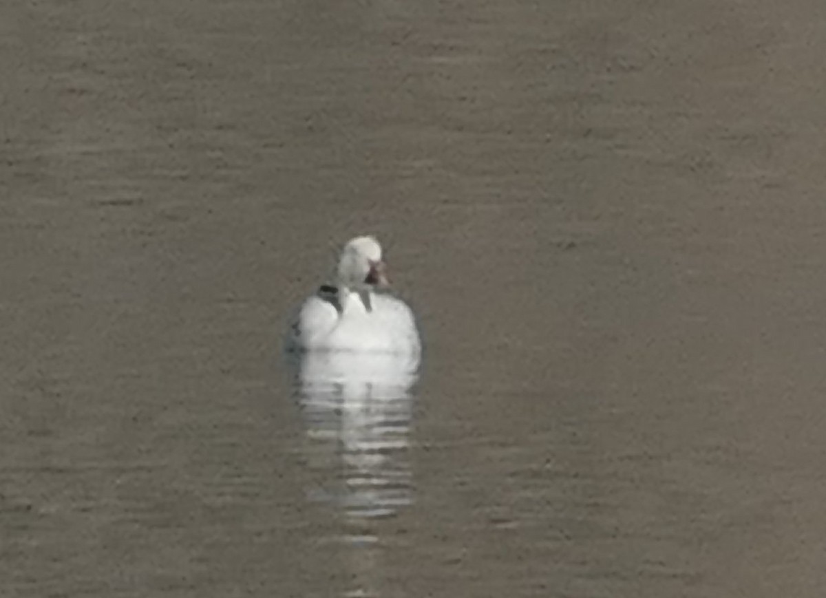 Snow Goose - ML631224571
