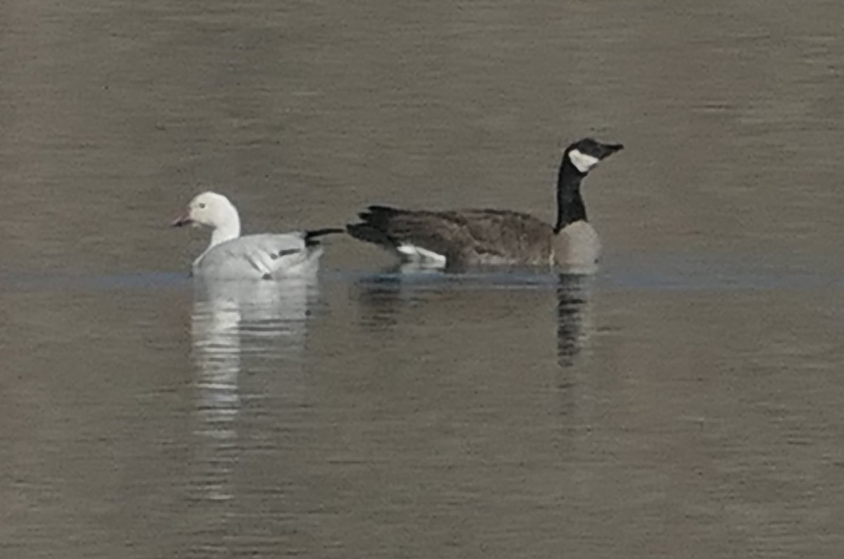 Snow Goose - ML631224573