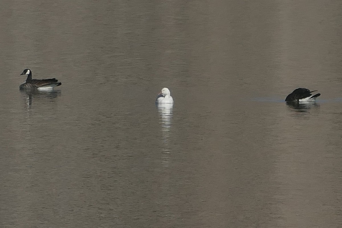 Snow Goose - ML631224574