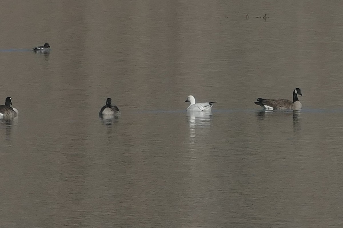 Snow Goose - ML631224575