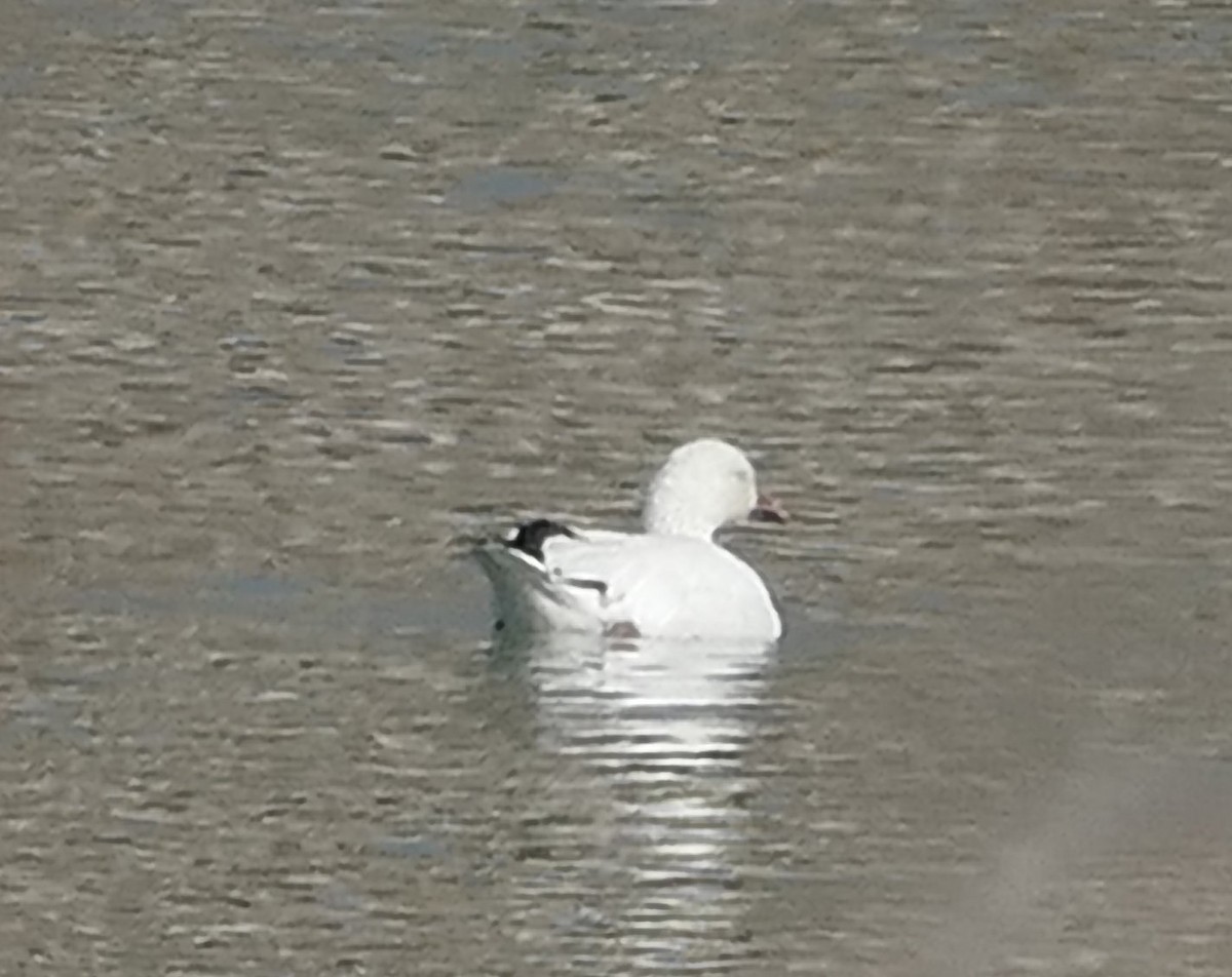 Snow Goose - ML631224576
