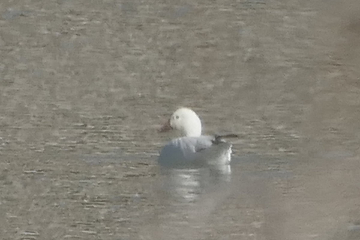 Snow Goose - ML631224577