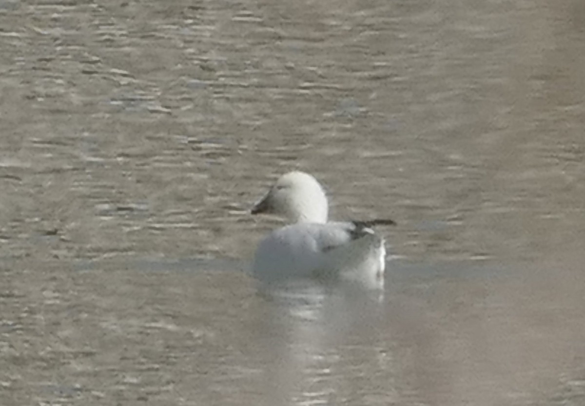 Snow Goose - ML631224578