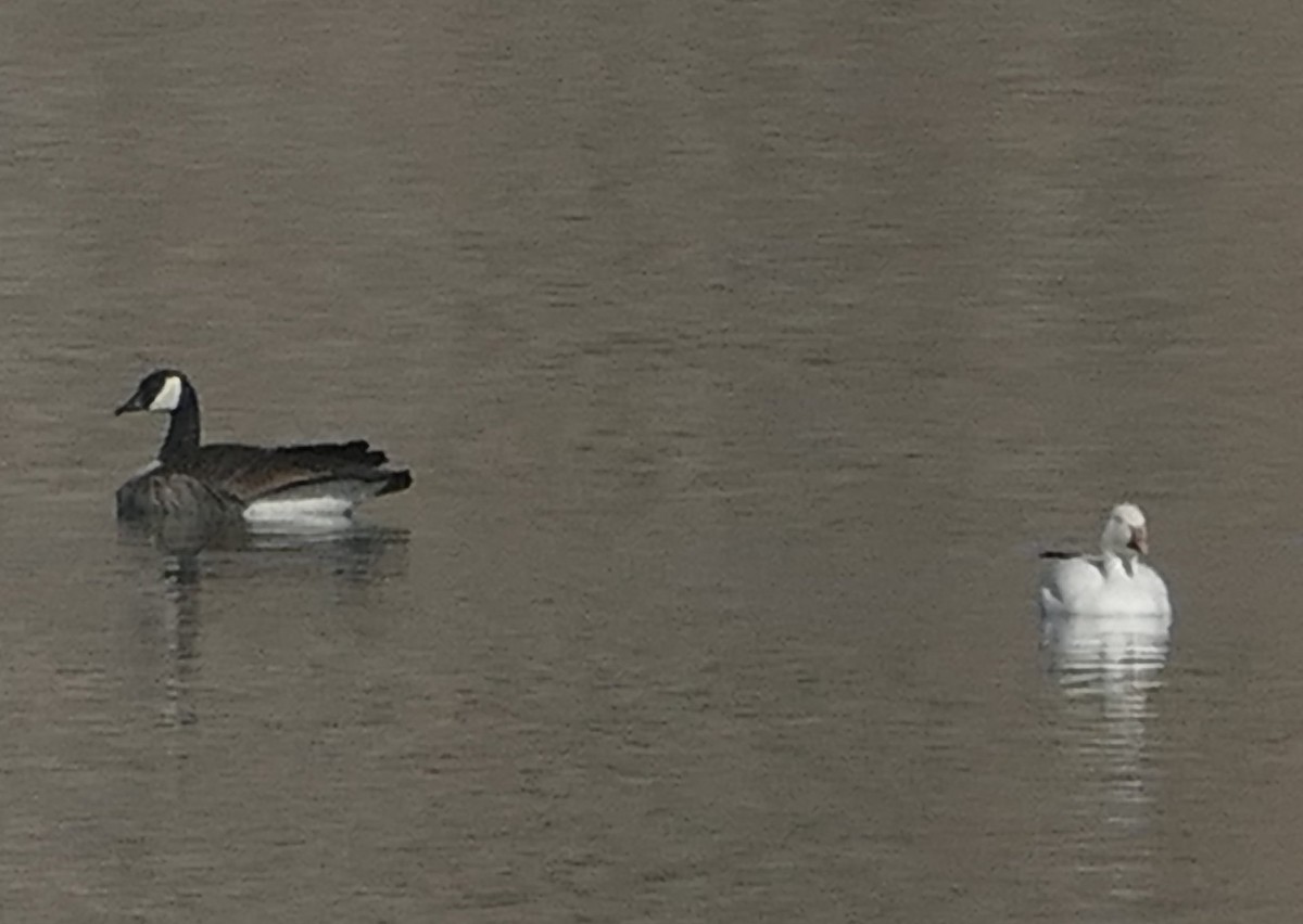 Snow Goose - ML631224579