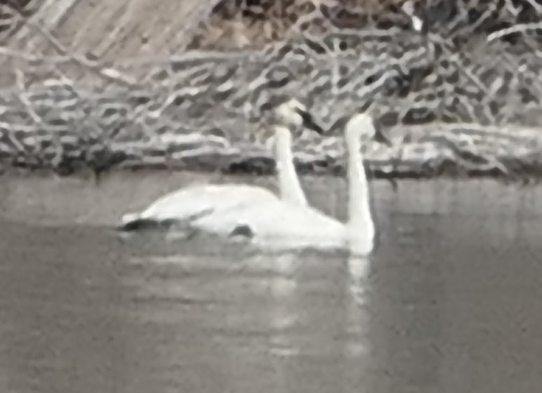 Trumpeter Swan - ML631224601