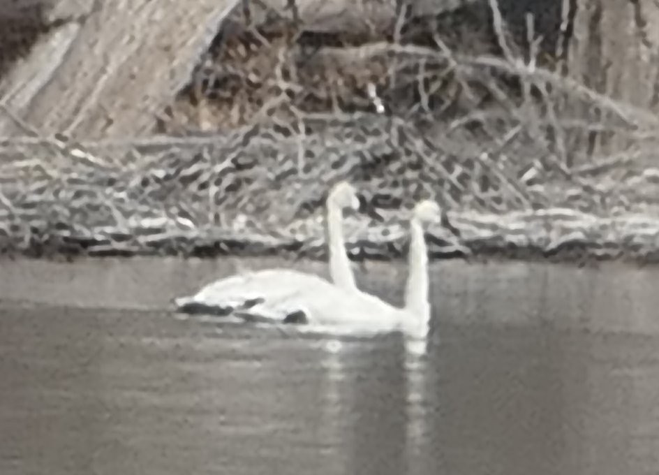 Trumpeter Swan - ML631224602