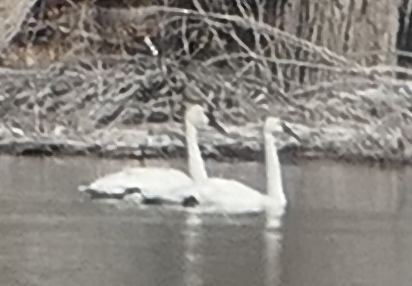 Trumpeter Swan - ML631224603