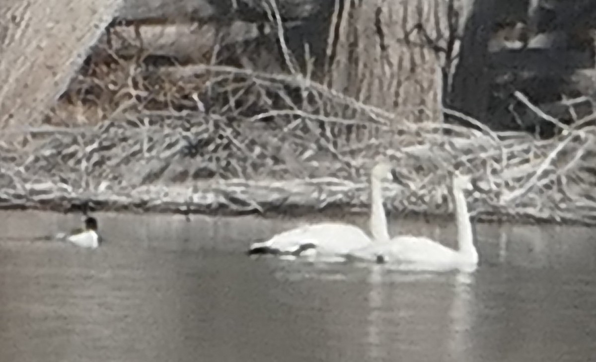 Trumpeter Swan - ML631224604