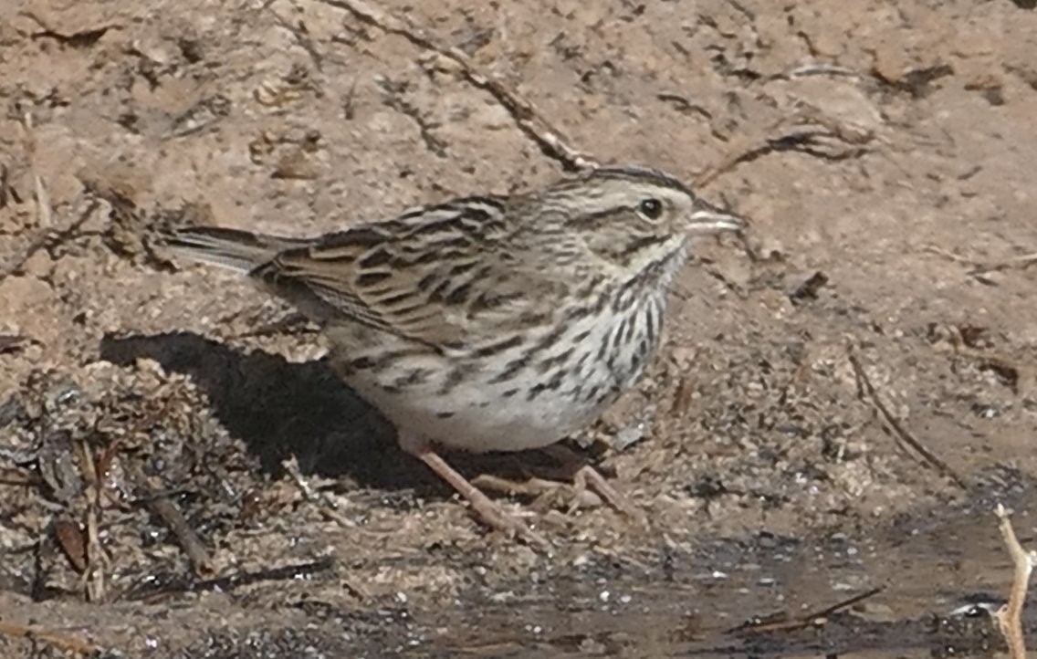 Song Sparrow - ML631224674