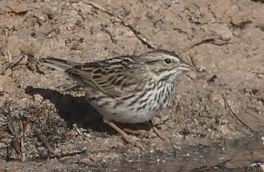 Song Sparrow - ML631224675