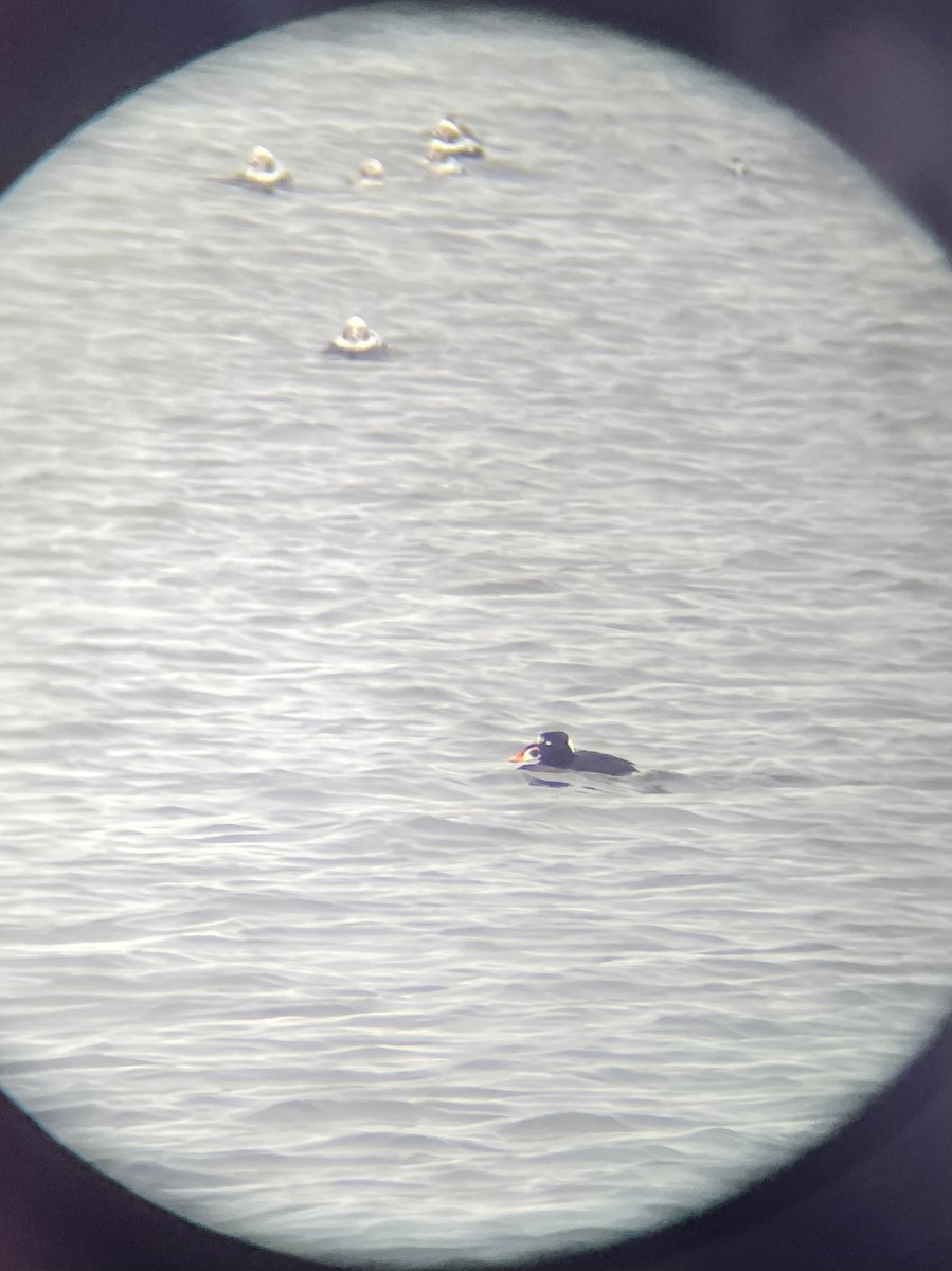 Surf Scoter - ML631224707