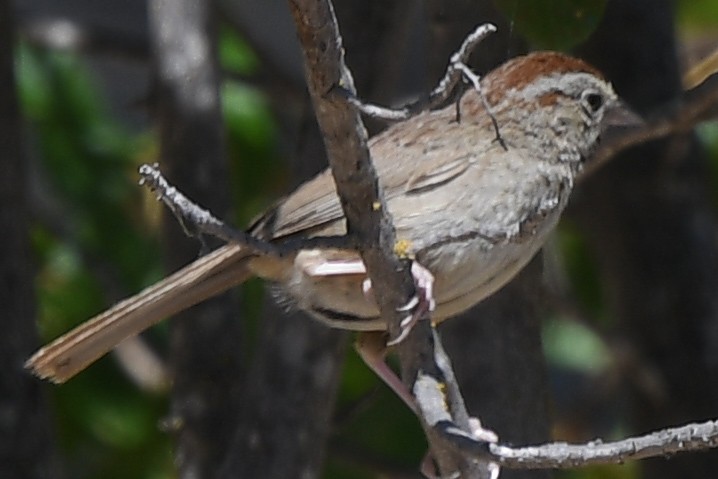 Rufous-crowned Sparrow - ML631224708