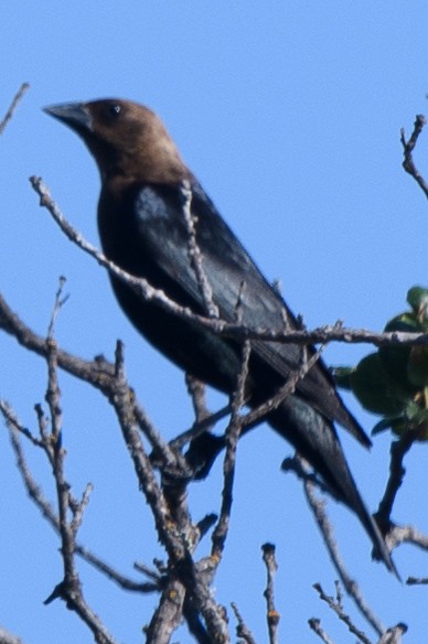 Brown-headed Cowbird - ML631224718