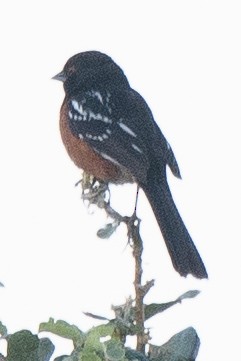 Spotted Towhee - ML631224726