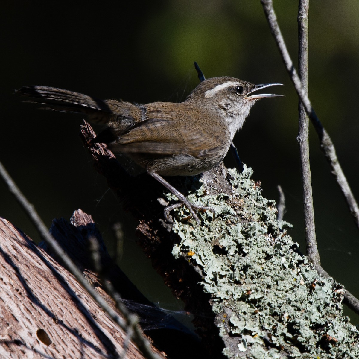 Bewick's Wren - ML631224745