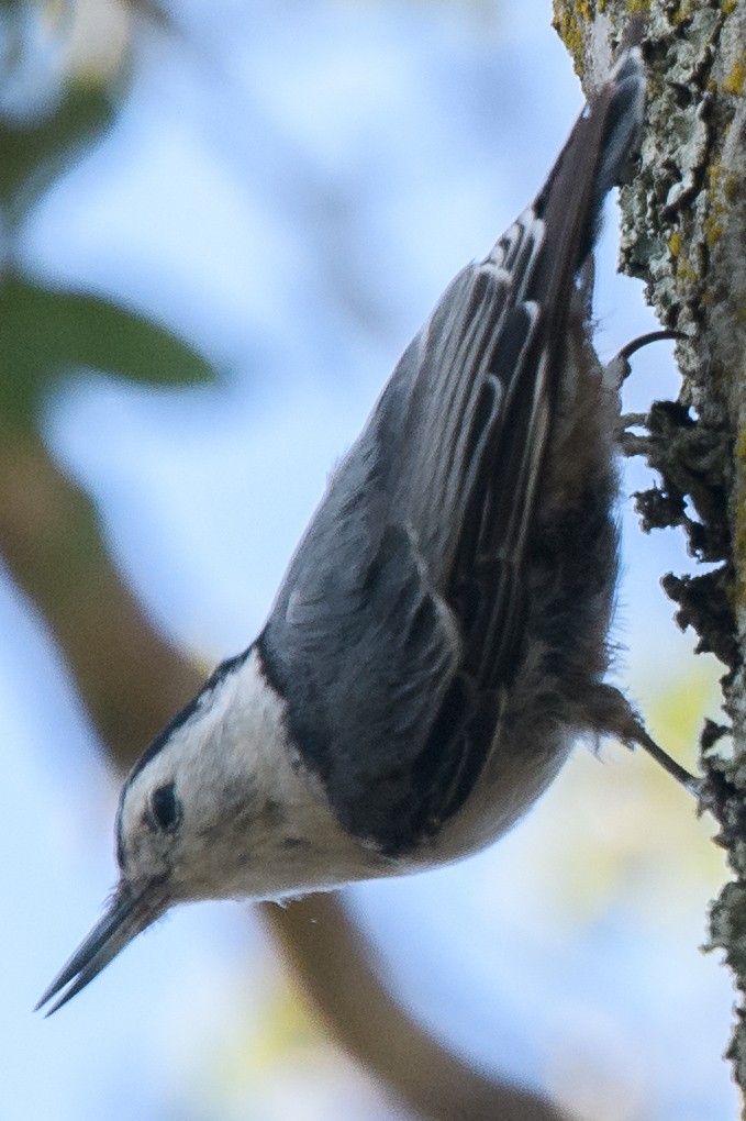 White-breasted Nuthatch - ML631224749