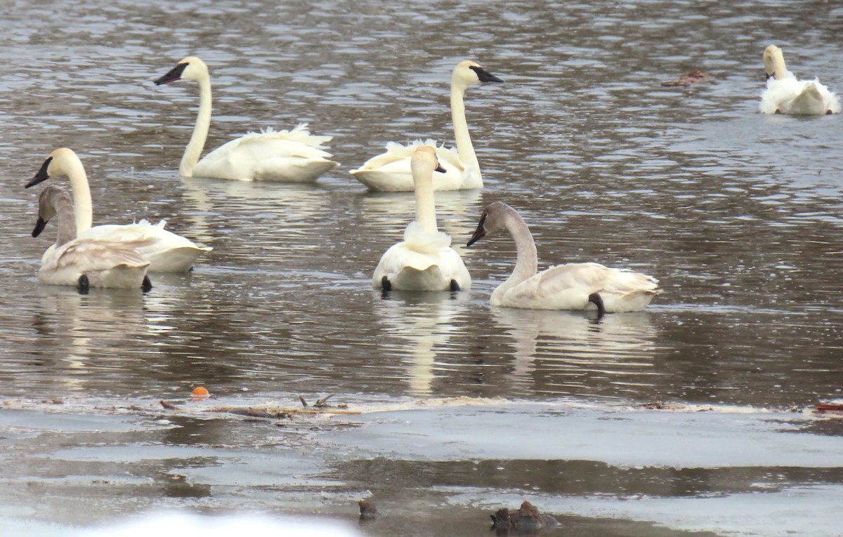 Trumpeter Swan - ML631224752
