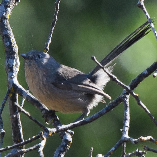 Wrentit - ML631224771