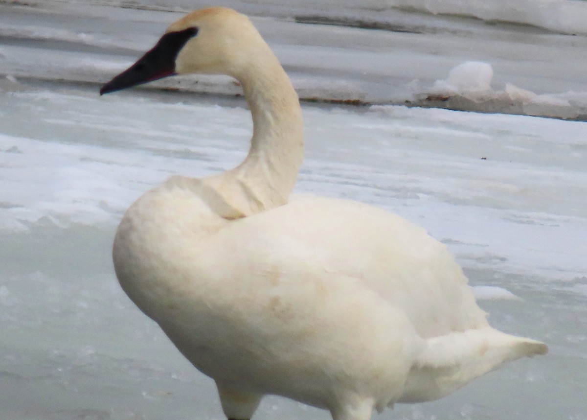 Trumpeter Swan - ML631224774