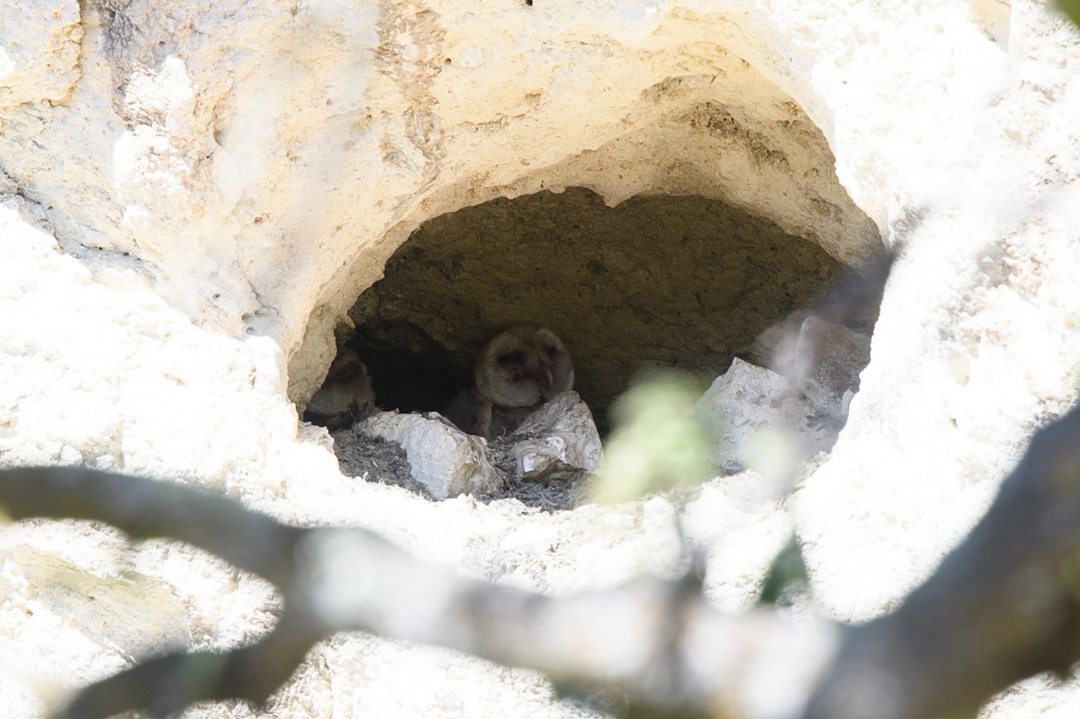 American Barn Owl (American) - ML631224784