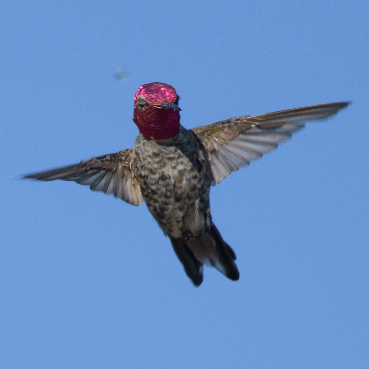 Anna's Hummingbird - ML631224801