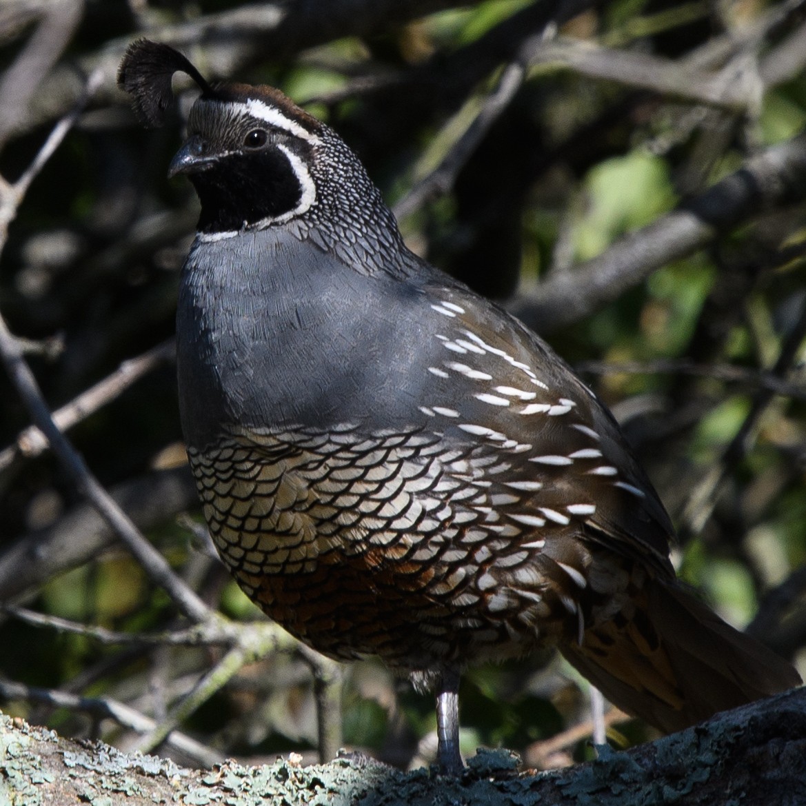 California Quail - ML631224813