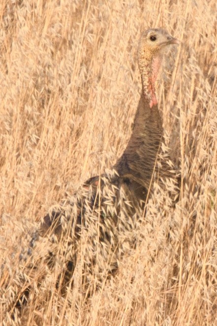 Wild Turkey - ML631224817
