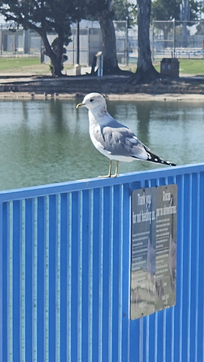 Short-billed Gull - ML631224830