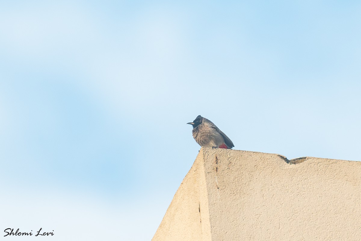 בולבול אדום-שת - ML631224847