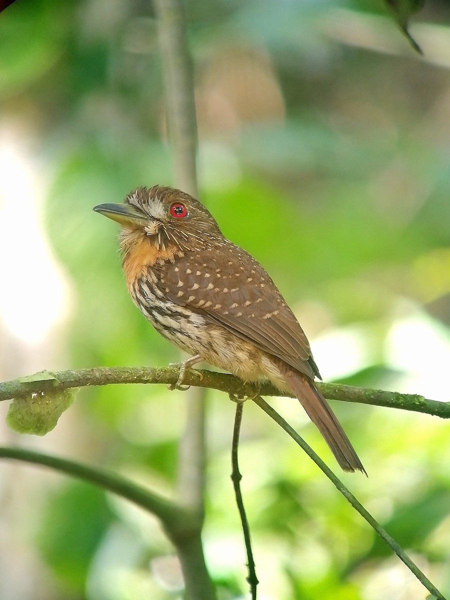 White-whiskered Puffbird - ML631225006