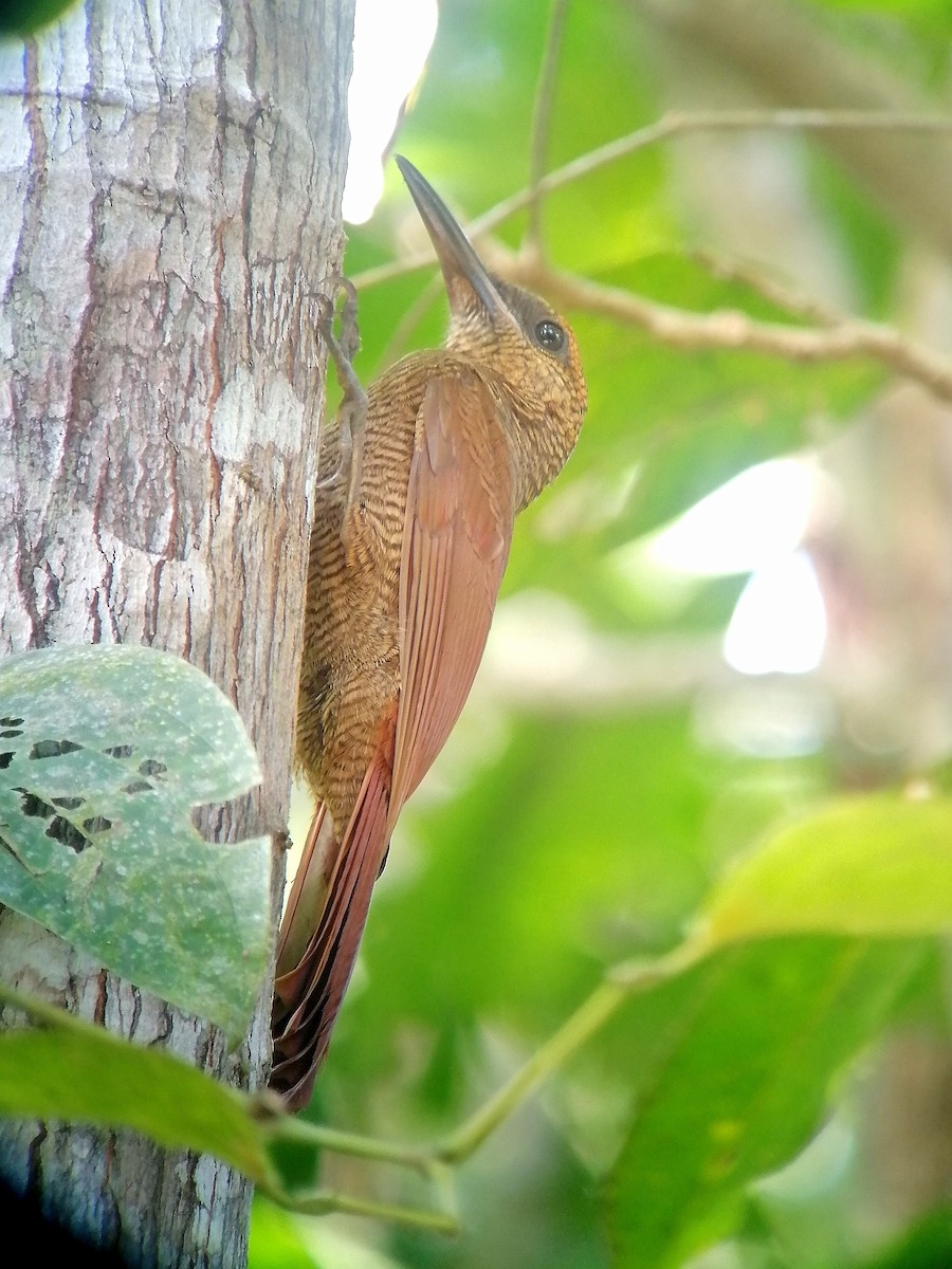 Northern Barred-Woodcreeper - ML631225080