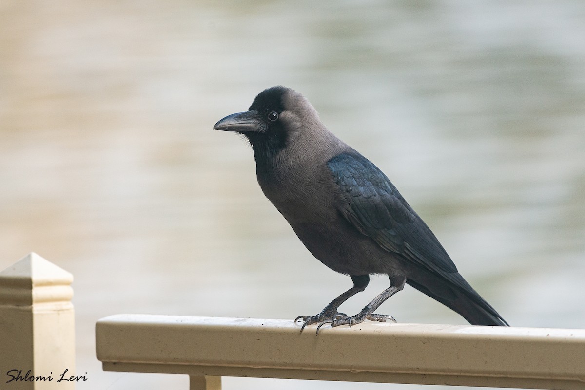עורב הודי - ML631225109