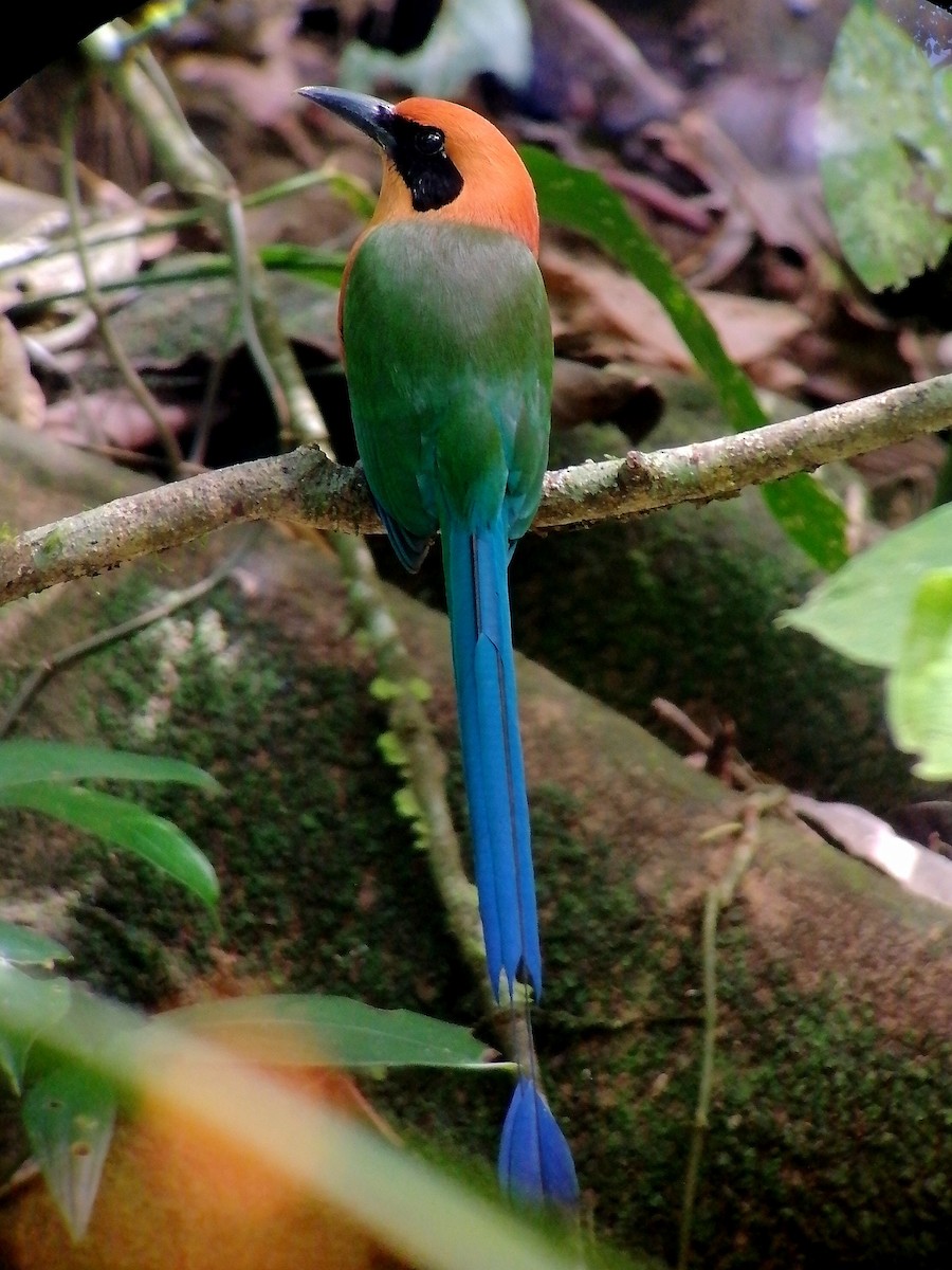 Rufous Motmot - ML631225176