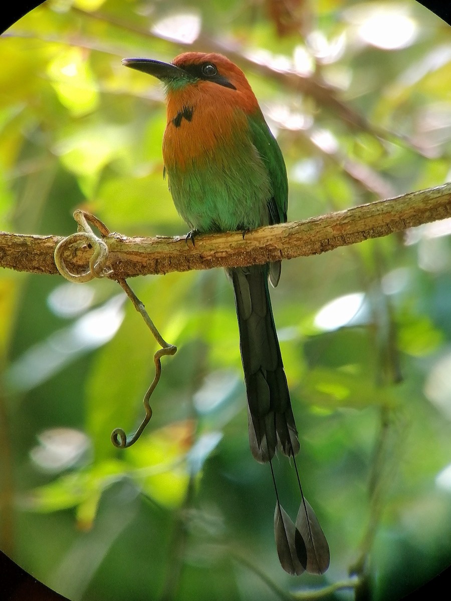 Broad-billed Motmot - ML631225198