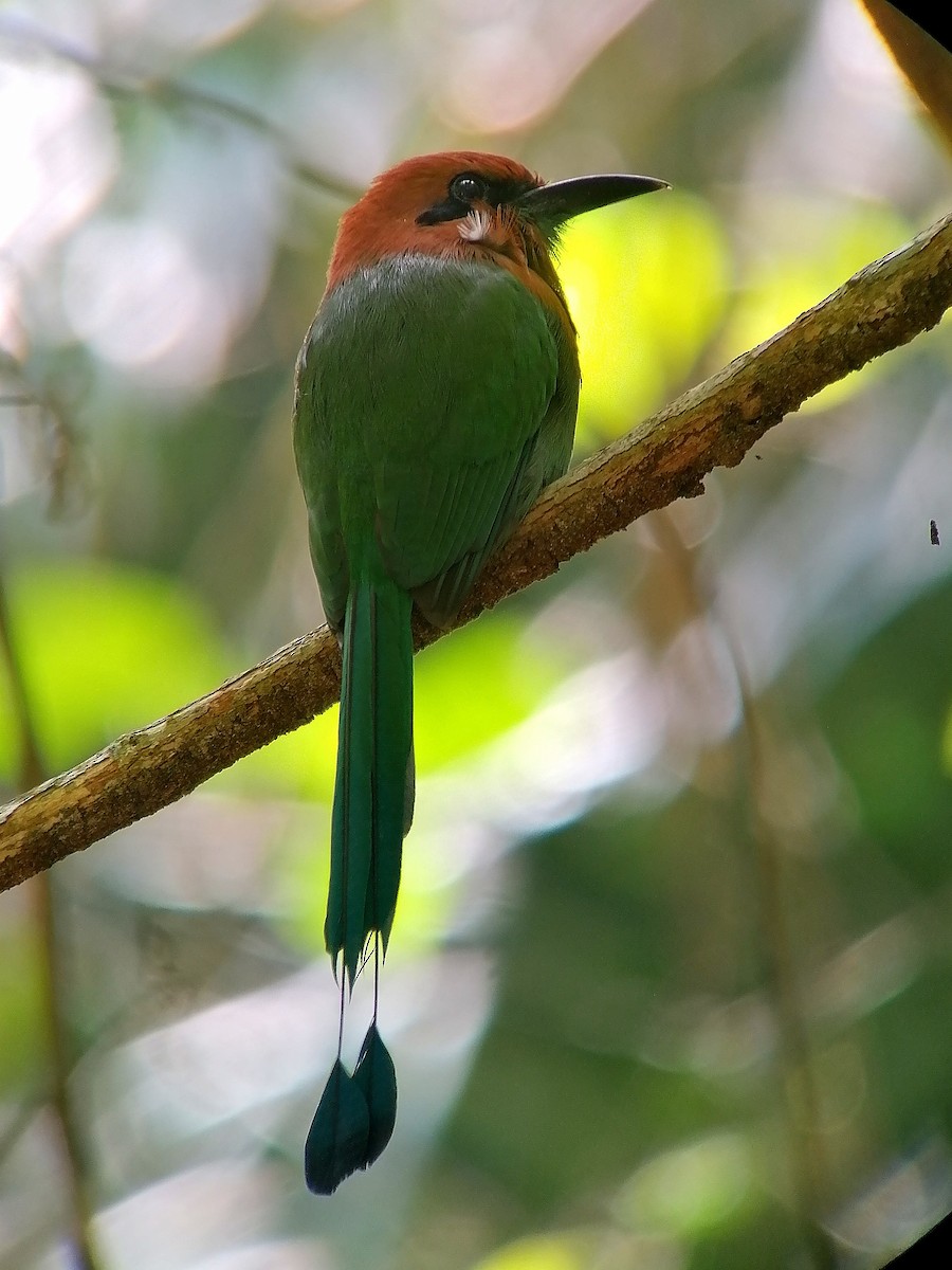 Broad-billed Motmot - ML631225213