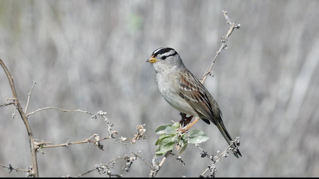 ミヤマシトド（pugetensis） - ML631225394