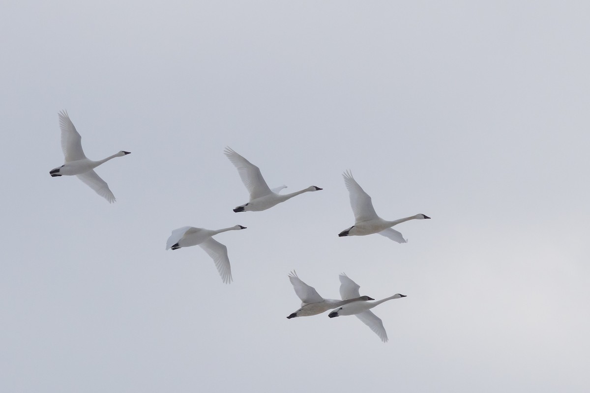 Гунгар хун - ML631225515