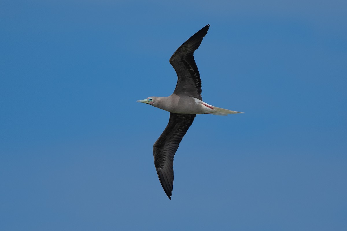 Red-footed Booby - ML631225519