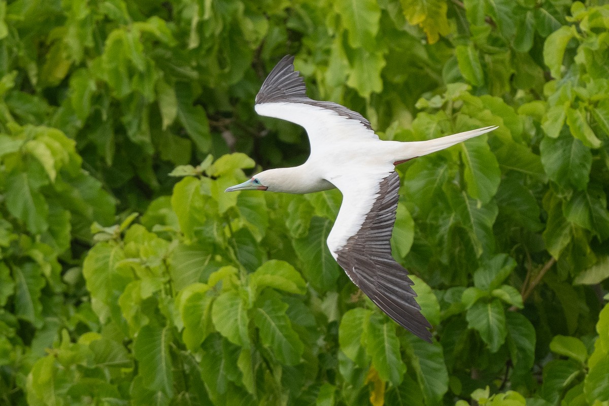 Red-footed Booby - ML631225520