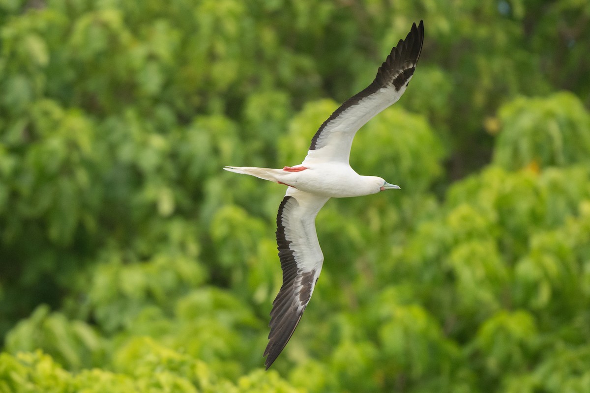 Red-footed Booby - ML631225521