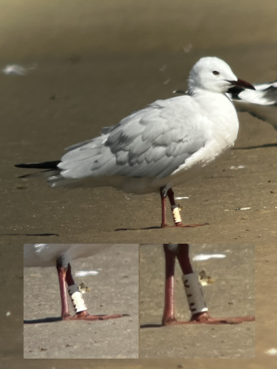 Шөвгөр цахлай - ML631225607